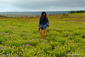 Karvi flower - A rare flower that blooms every eight years