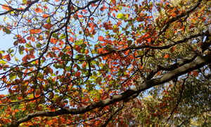 Tree Life- Few of the many that fascinated me.