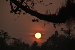 Incredible India - Wilderness of Bengal (Dooars)