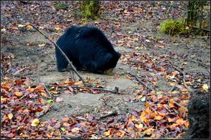 A Wild Encounter: Bandhavgarh