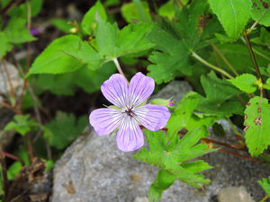 A serene trek to the Valley of Flowers