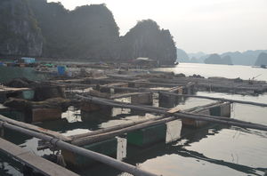 kayaking in the waters of Halong Bay