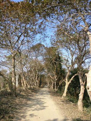 Kaziranga - In search of the one horned Rhino