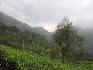 The Tea estates of Munnar