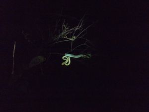 Night trek to One Tree Hill point