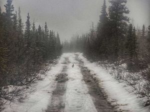 Hiking the Stampede Trail to the Magic Bus