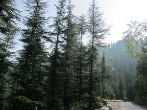 Himachal: Naldhera, Tattapani, Mashobra, Shimla