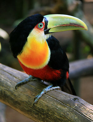Tucano-de-bico-verde