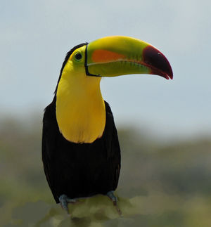 Ramphastos sulfuratus