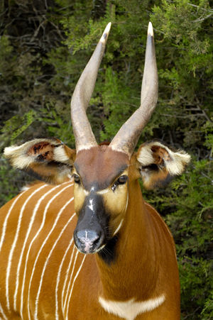 Tragelaphus eurycerus: Bongo