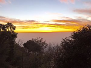 Into the Woods & Fresh Air : Kasauli