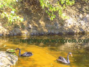 Stop in Your Tracks and Head for Delhi Zoo Now (Black Swan)