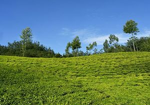 Escape to the panoramic Munnar for your honeymoon