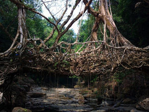 Living Root Bridge, Meghalaya