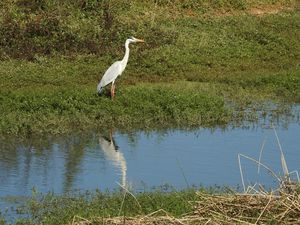 Hoskote lake, a small unsullied waterbody - a birder's paradise near Bangalore