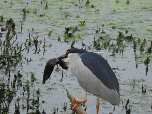 Bharatpur Bird Sanctuary - A World Heritage Site