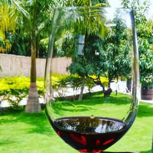 A day at the Vineyards