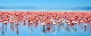 Flamingo Safari in the new thing in Mumbai: The Coastal and Marine Biodiversity Park
