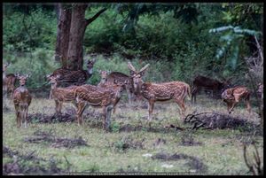 Masinagudi Whistling Woods Estate