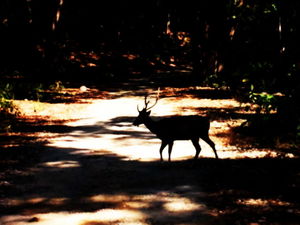 "Aranyak" - Of the Forest (Jim Corbett National Park)