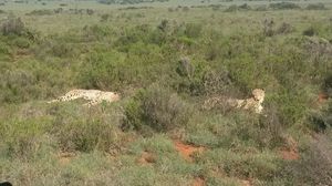 South Africa: Cape to Cape self drive family vacation