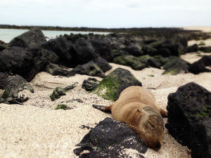 Galapagos Islands on a budget: Darwin’s playground