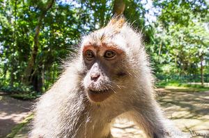 Sacred Monkey Forest Sanctuary - Ubud