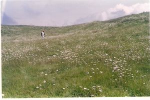 In and around Srinagar - heaven on Earth