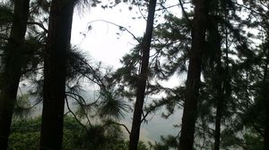 Vagamon: Bald and Beautiful