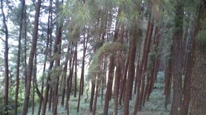 Vagamon: Bald and Beautiful