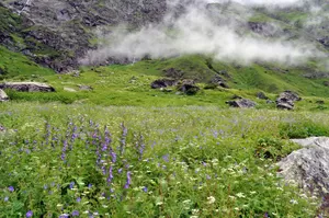 Valley of Flowers National Park 1/undefined by Tripoto