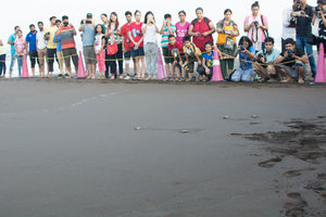Turtle Festival in Velas