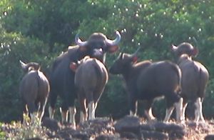 Wild Encounters: Prachitgadh
