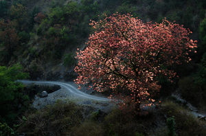 10 Days, 10 Towns: A Definitive Guide To Exploring Uttarakhand's Jaw-Dropping Kumaon Valley