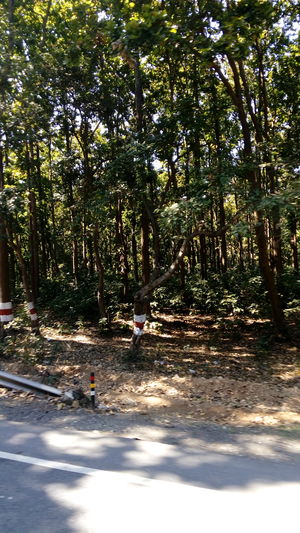 The Mussoorie Diaries