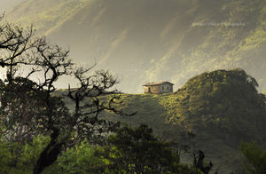 Of ravines, wildflowers and a Red Panda...Sandakphu