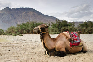 Ladakh Academic Tour: The Cold Desert