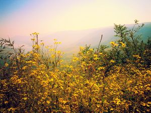 Mahabaleshwar, Maharashtra