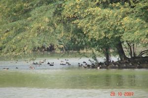 Sultanpur National Park Bird Sanctuary 1/1 by Tripoto
