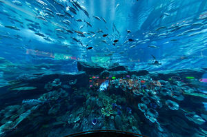 Dubai Aquarium & Underwater Zoo 1/15 by Tripoto