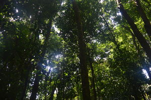 Mossman Gorge Centre 1/2 by Tripoto