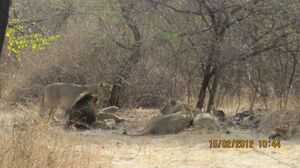 Gir National Park and Wildlife Sanctuary 1/23 by Tripoto