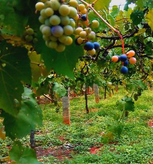 A Vineyard Visit and Wine Tour in Bangalore