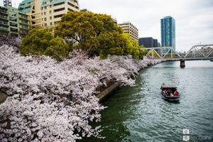 The first Hanami, Japan and Sakura