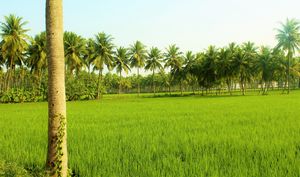 Konaseema : A little Kerela in Andhra Pradesh and the beauty of unexplored mangrove