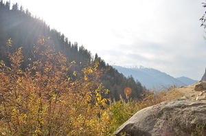 Lesson from mountain dogs- Keep faith- Kheerganga, Parvati Valley