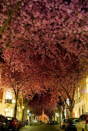 10 Most Glorious Trees Of The World