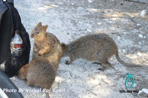 Top 5 Things To Do At Rottnest Island