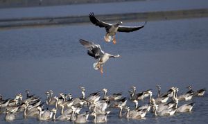 5 'Birding' Areas in Karnataka Not to Miss