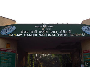 Travel Diary: Sanjay Gandhi National Park